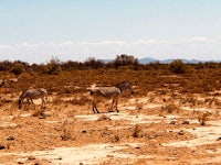 a group of zebras grazing in the desert