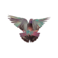 a pigeon flying in the air with its wings spread