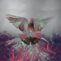 an image of a pigeon flying in the sky